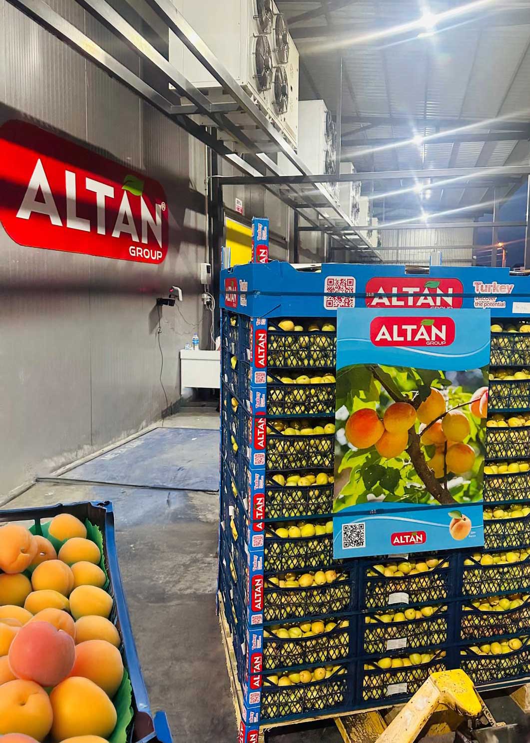 Altan Group Iğdır Kayısı Turkey Apricot