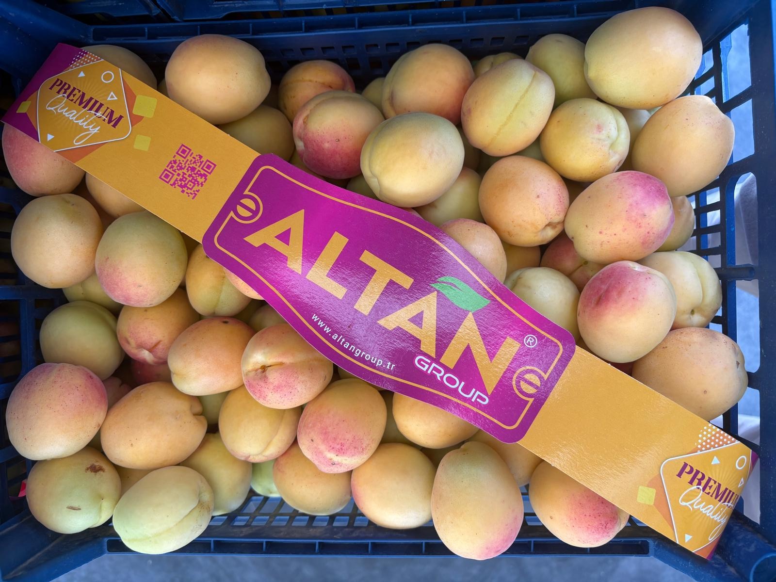 Altan Group Iğdır Kayısı Turkey Apricot