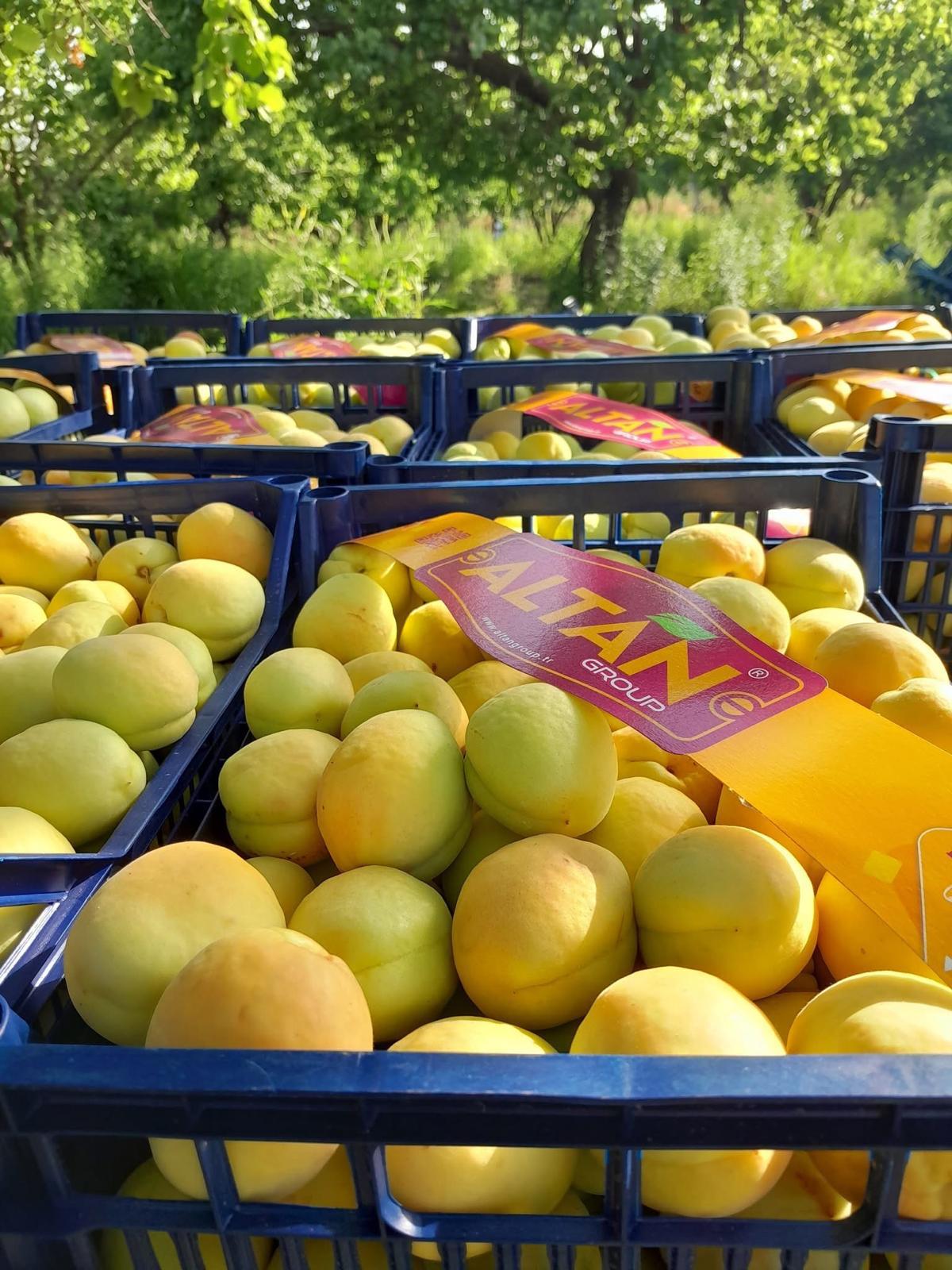 Altan Group Iğdır Kayısı Turkey Apricot